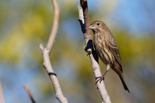 Free Detailed image of a sparrow perched on a tree branch with a blurred natural background. Stock Photo