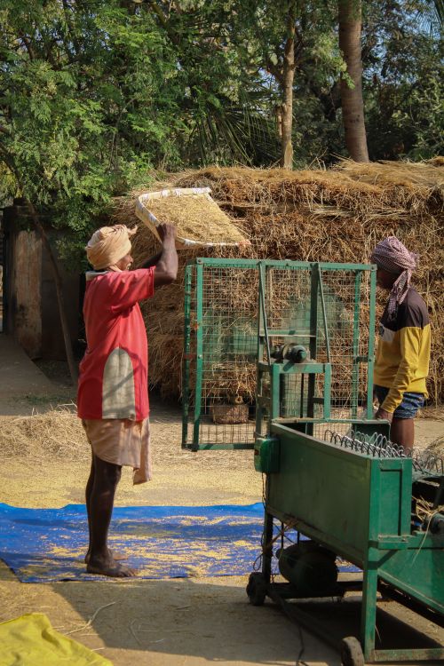 Free Two farm workers harvest and stack hay sheaves with a trailer on a sunny day. Stock Photo