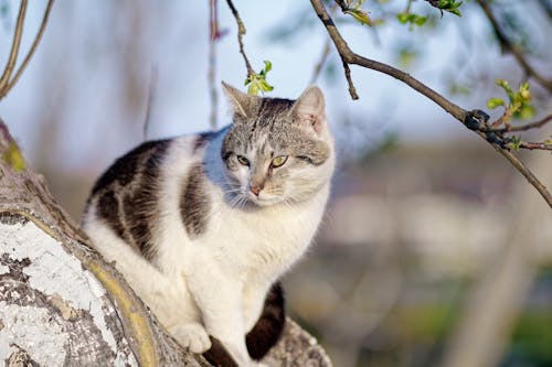 Photos gratuites de animal de compagnie, arbre, chat