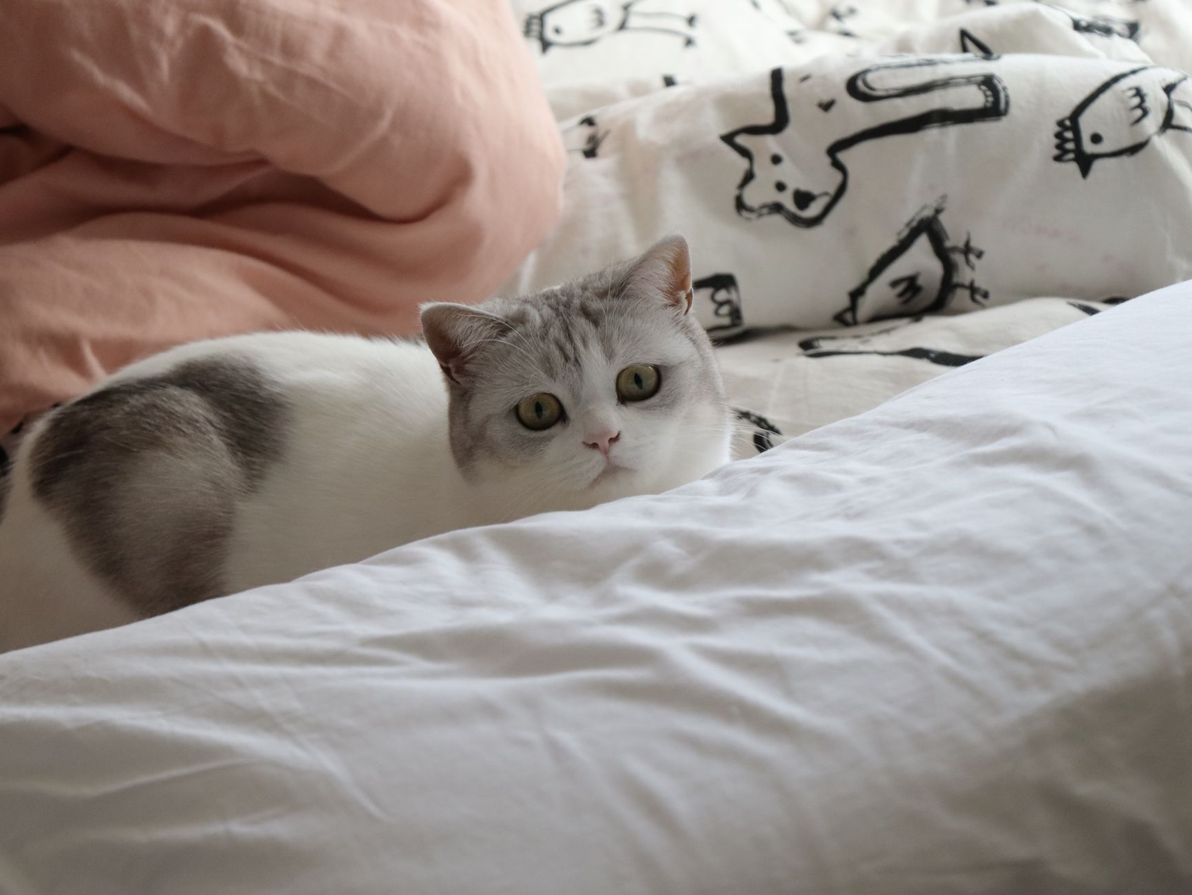 Cute cat resting comfortably on a patterned bed with soft pillows and blankets.