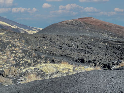 Grass Growing on Volcanic Sand in Desert