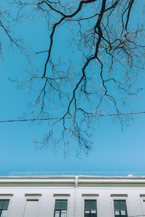 Kostenloses Stock Foto zu äste, blattlos, blauer himmel