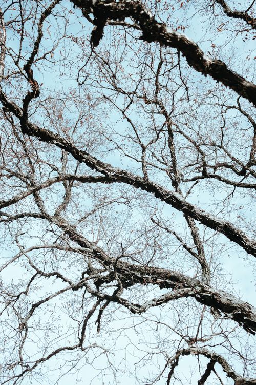 Bushless Tree Photograph of a Leafless Tree with Branches · Free Stock Photo