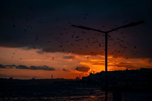Free Capture of a breathtaking sunset in Istanbul, showcasing birds silhouetted against vibrant skies. Stock Photo