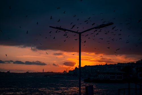 Free Silhouette of birds flying at sunset over a city skyline, creating a dramatic scene. Stock Photo
