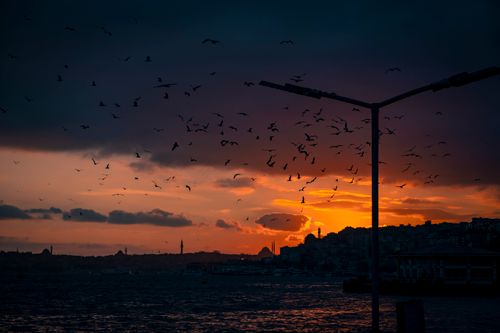 Free Silhouetted birds flying across a dramatic sunset sky over a cityscape. Stock Photo