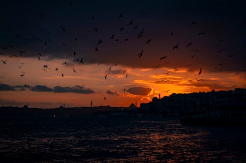 Fotos de stock gratuitas de amanecer, aves, ciudad