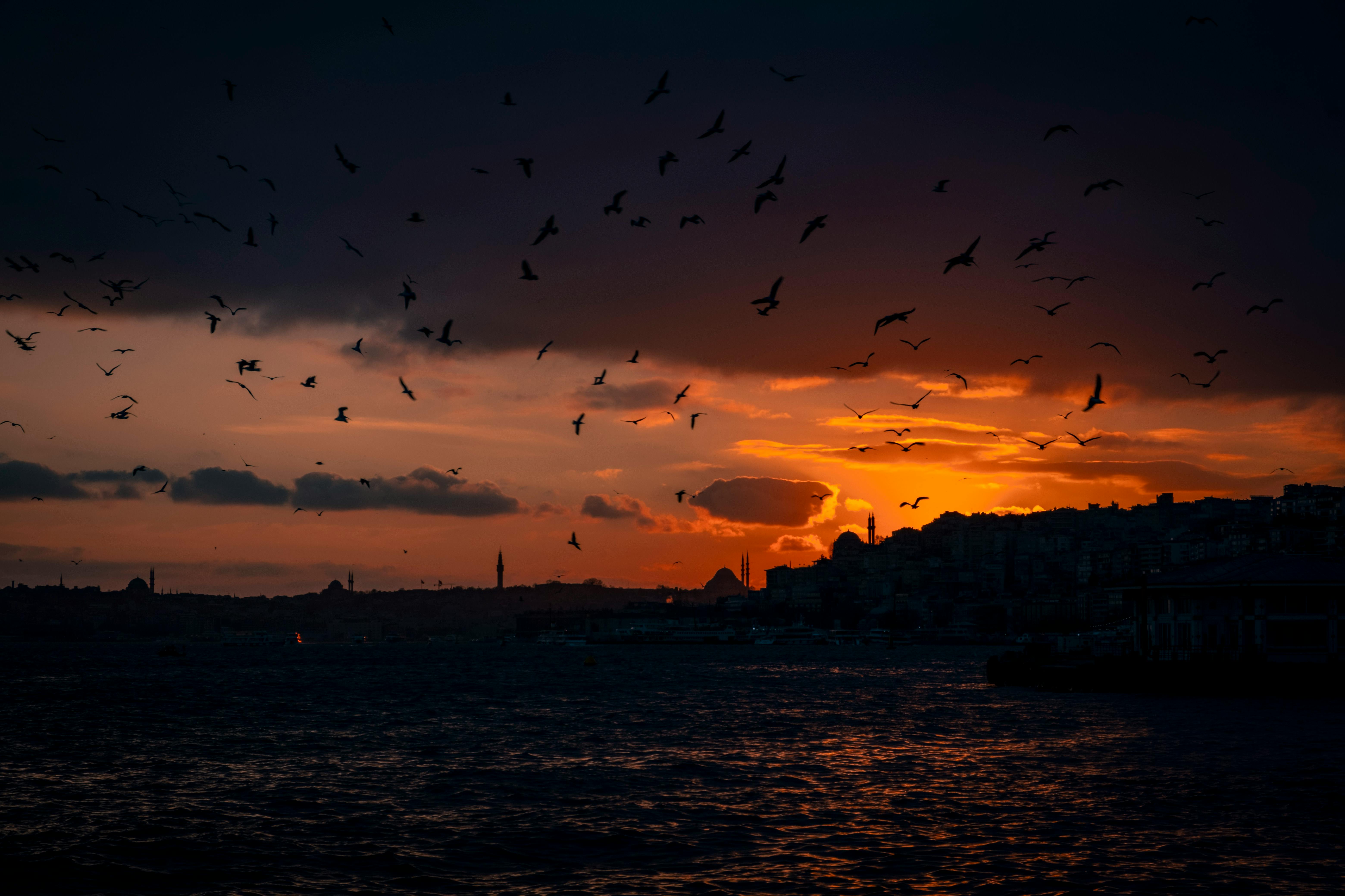 Premium Photo  Evening landscape from the sea to the sofia mosque with  ships and flying seagulls over the sea sunset in istanbul turkey