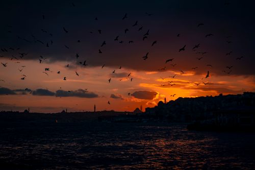 Free Silhouettes of Istanbul skyline at sunset with birds flying over the Bosphorus Strait. Stock Photo