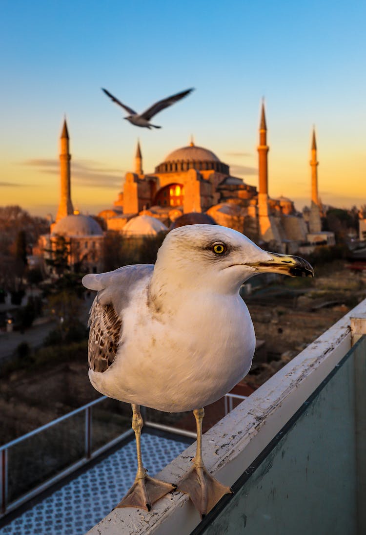 Seagull Sitting On Handrail