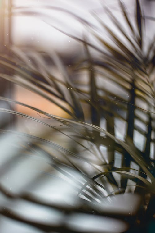 Gratuit Imagine de stoc gratuită din estompare, focalizare selectivă, frunze de palmier Fotografie de stoc