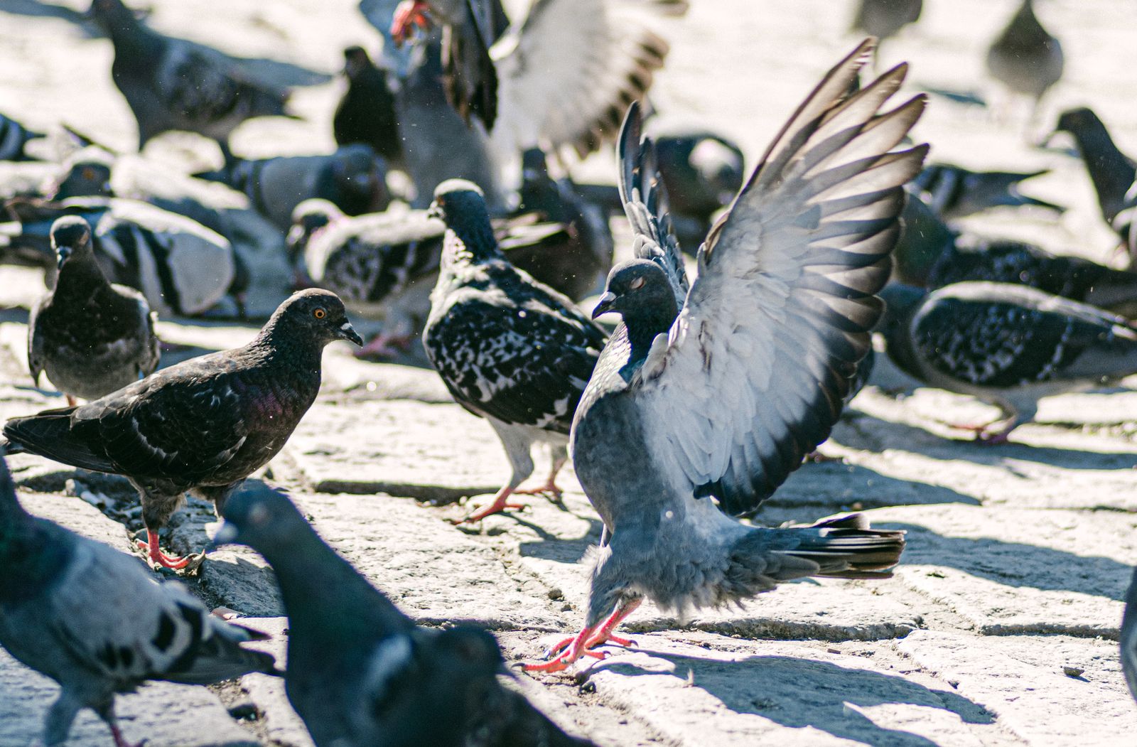 One dramatic pigeon landing