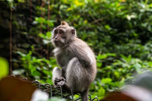 Free A wild monkey sits calmly on a fence in Ubud, Bali's green forest, showcasing natural beauty and wildlife. Stock Photo