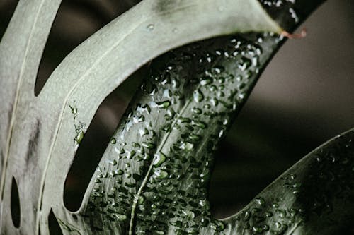 Close-Up Photograph of a Wet Monstera Deliciosa Leaf