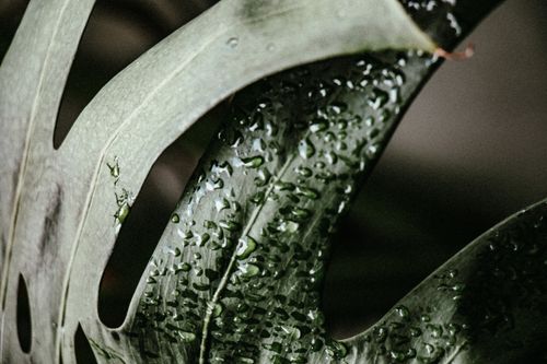 Free Detailed view of a Monstera leaf covered in water droplets, showcasing its unique texture. Stock Photo