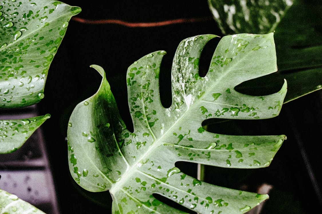 monstera deliciosa, 녹색, 몬스터 잎의 무료 스톡 사진