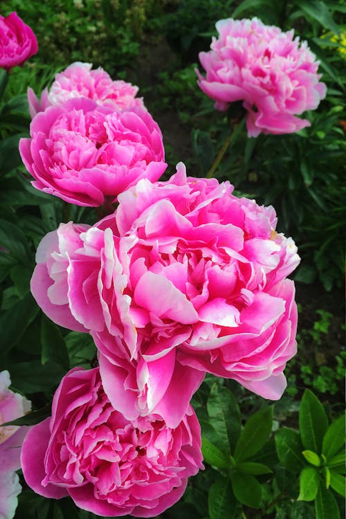 Foto stok gratis alam, berkebun, berwarna merah muda