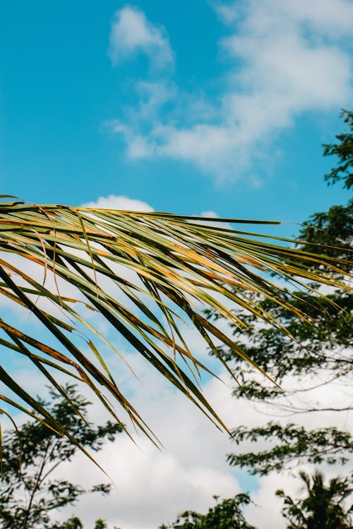 Palm Tree Leaves against Blue Sky