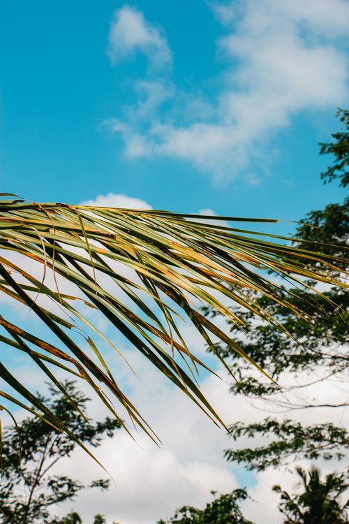 Free Lush palm leaves reaching into a bright summer sky, creating a tropical feel. Stock Photo