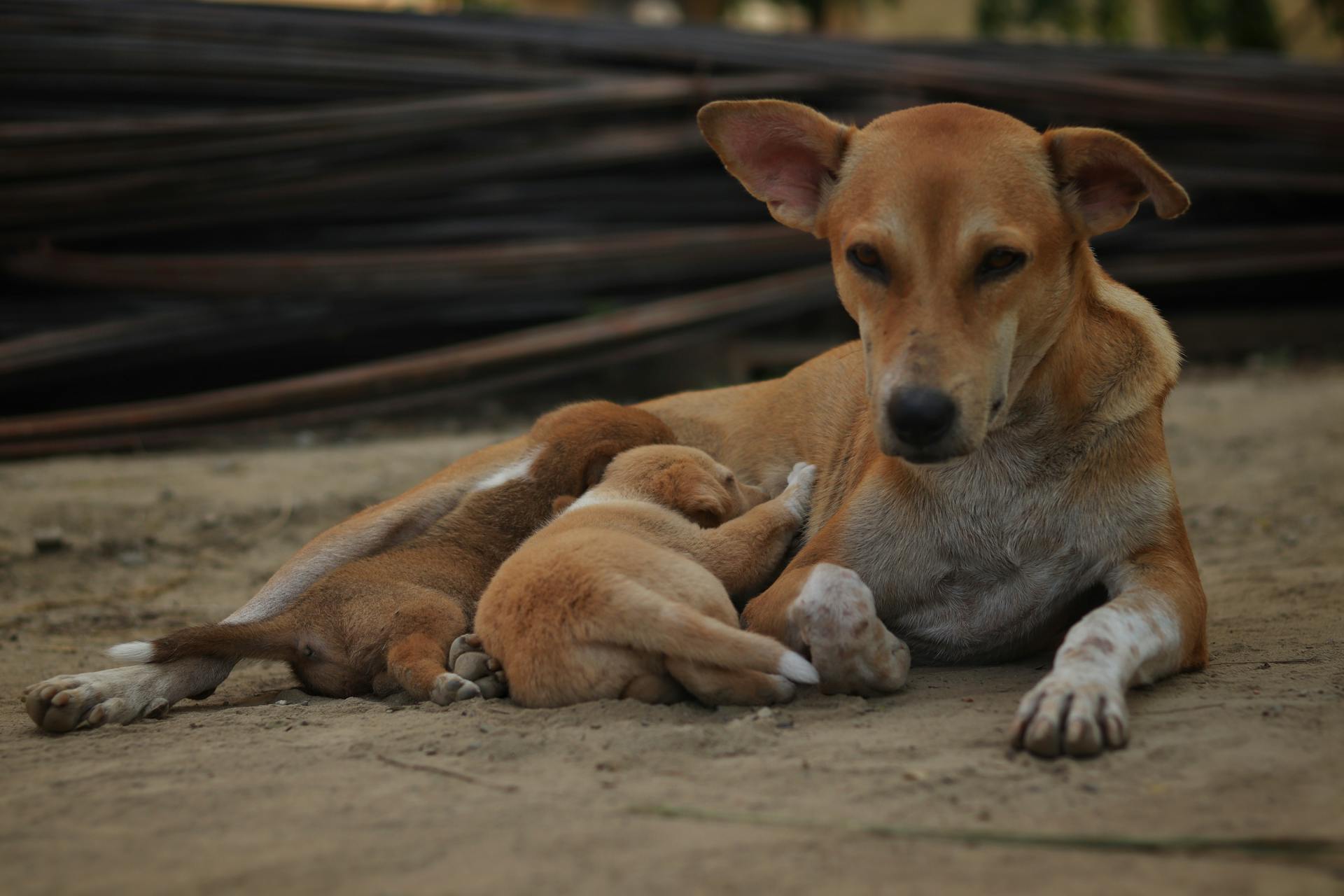 Dog with Puppies