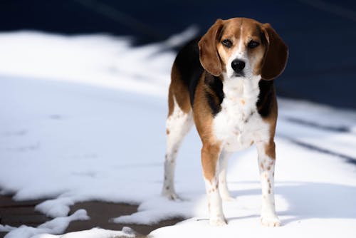 Free Tricolor Jack Russell Terrier Standing on Snow Stock Photo