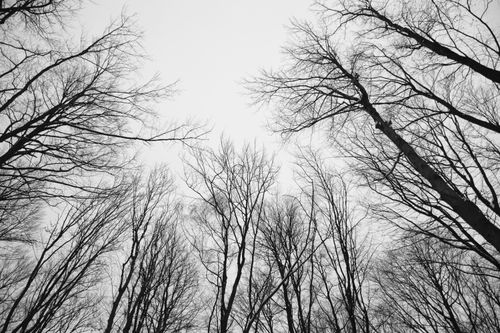 Free Monochrome image of bare trees with leafless branches reaching upward, captured from a low angle. Stock Photo
