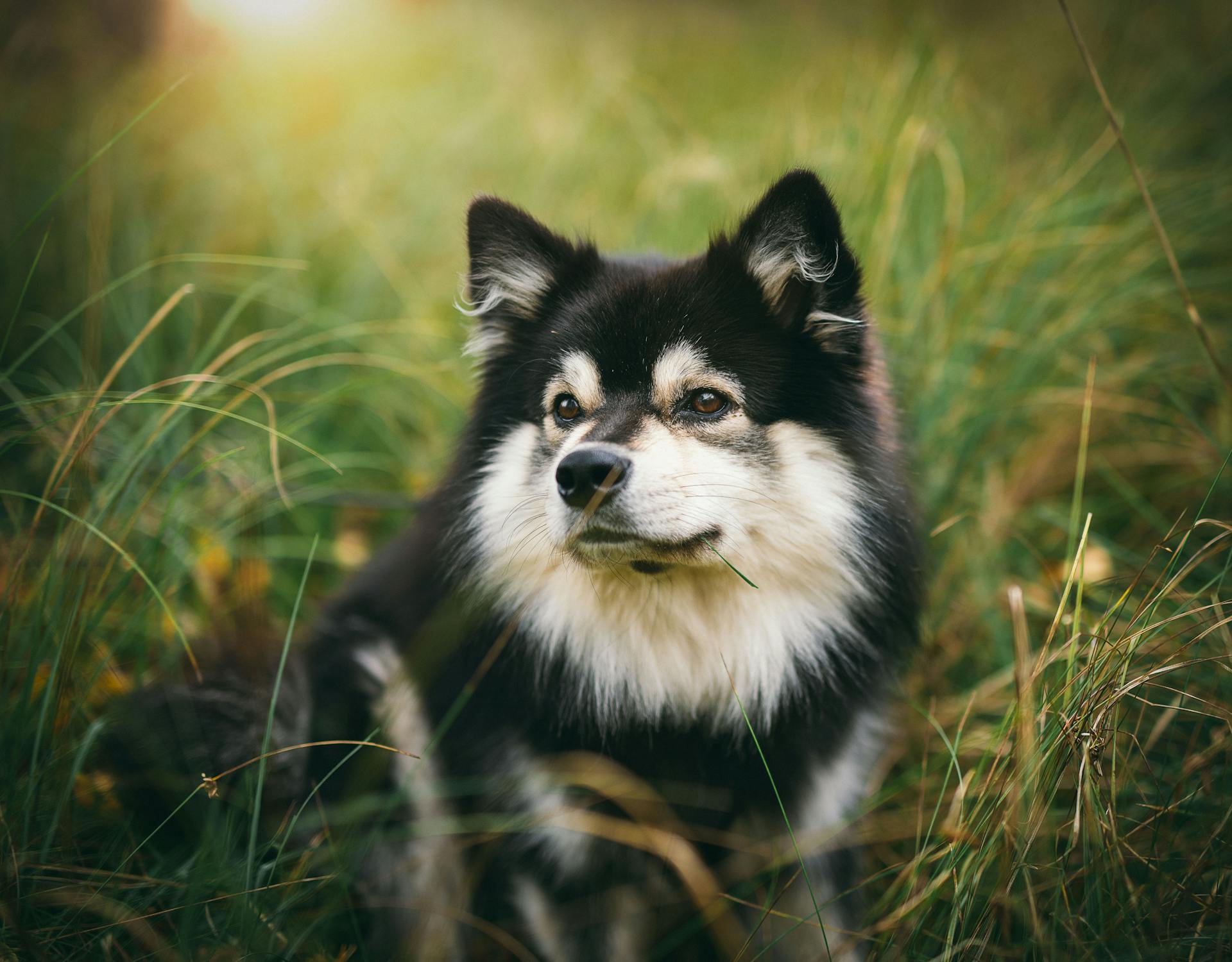 Zwart-witte Finse Lapphund op een grasveld