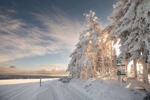 Snow Covered Trees on Snow Covered Ground