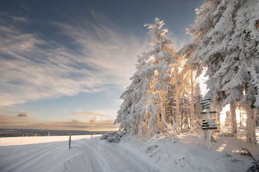 Breathtaking winter scene with snow-laden trees and a vibrant sky.