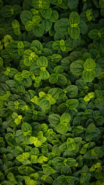 Image of Close-Up Green Plant For Background, Green Mint Texture