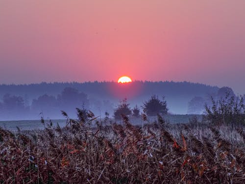 경치, 붉은 태양, 숲의 무료 스톡 사진