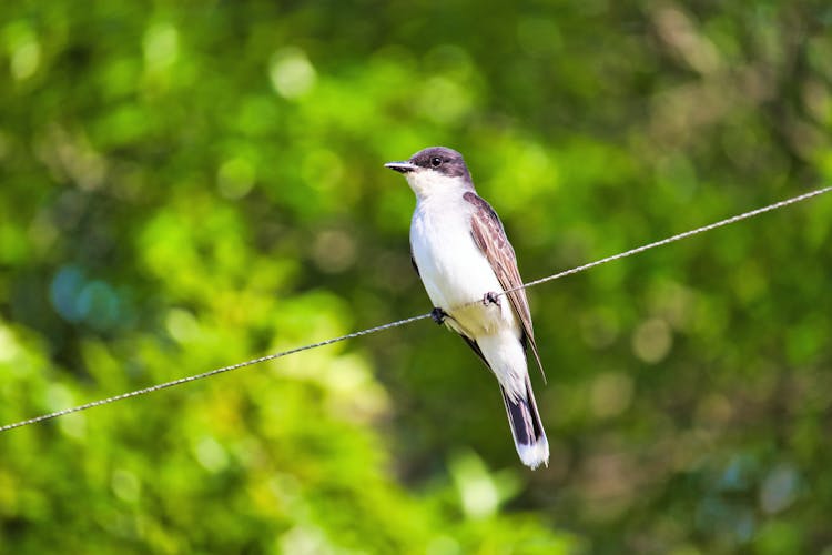 Bird Perching On Line