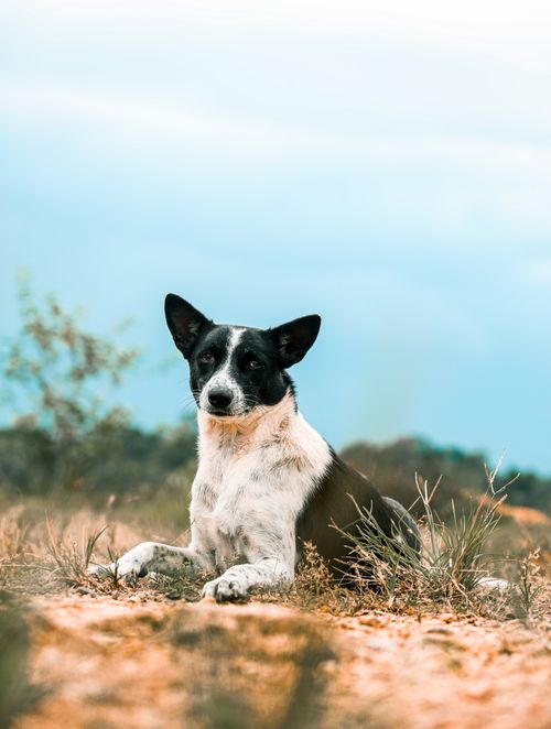 Free A black and white dog lying on the ground in an outdoor setting, showcasing natural beauty. Stock Photo