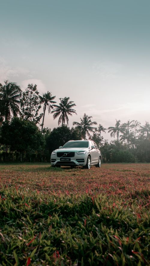Free White car parked in a verdant meadow with towering palm trees under a clear sky. Stock Photo
