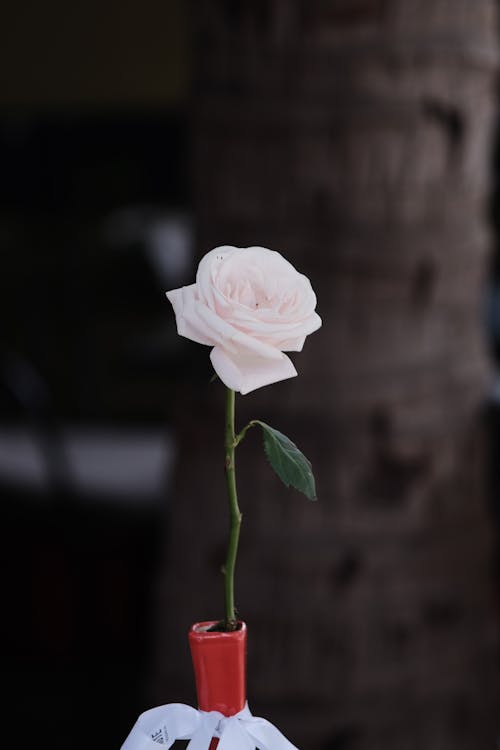 꽃 사진, 꽃이 피는, 분홍 장미의 무료 스톡 사진