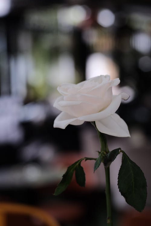 Close-Up Shot of a White Rose 