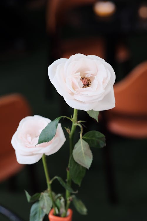 White Roses in Bloom