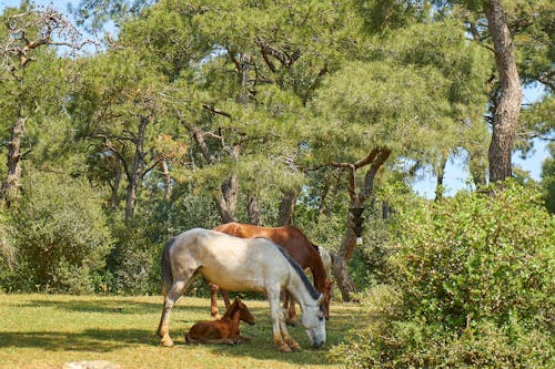 Белые и коричневые лошади едят траву