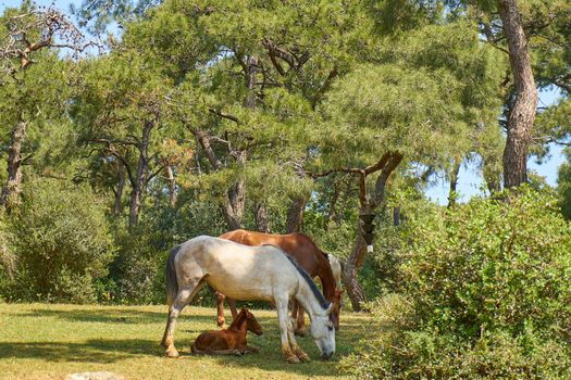 White and Brown Horses Eating Grass