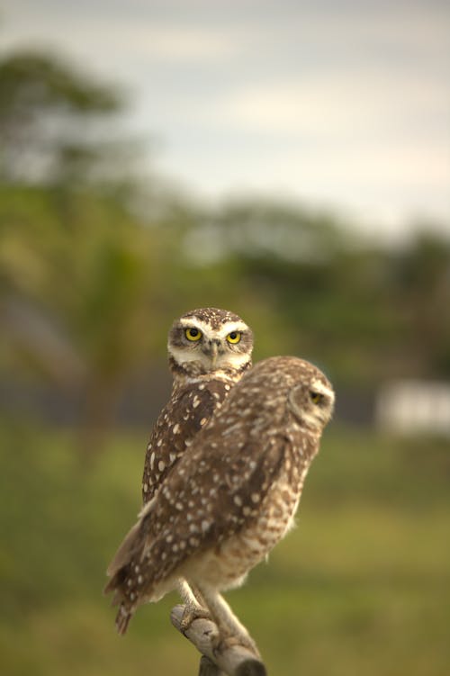 Imagine de stoc gratuită din animale, birdwatching, bufnițe mici