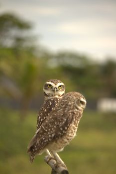 owl photo