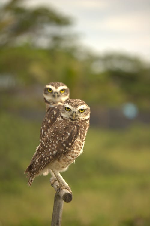 Owls Perched on a Wooden Stick