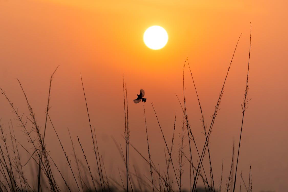 Free Bird Free Stock Photo Free Bird Free Stock Photo