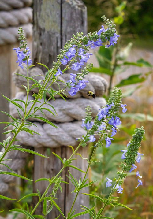 Gratis lagerfoto af lilla blomster humlebi