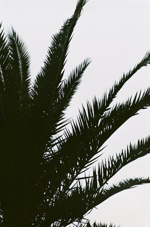 Close-up of a Palm Tree against a Cloudy Sky 