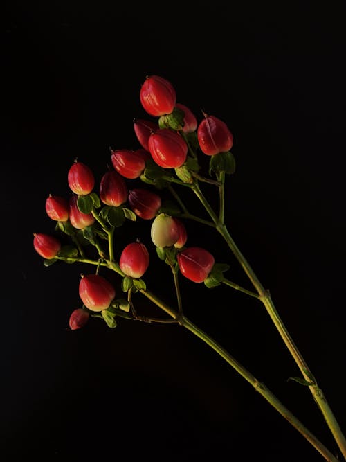 Foto stok gratis bunga jatuh, daun alkitab, hypericum