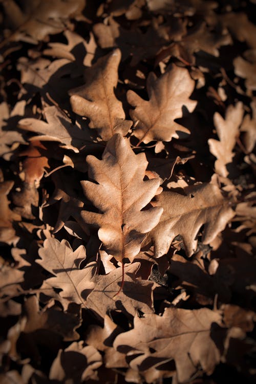 下落, 垂直拍摄, 棕色的叶子 的 免费素材图片