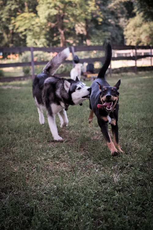 Cute Dogs Playing Together