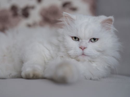 Close-Up Shot of a White Cat 