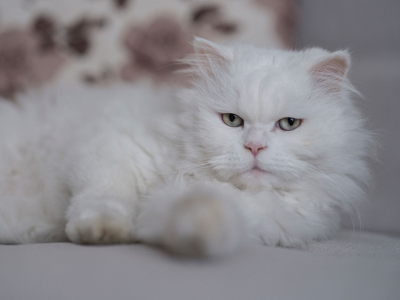 close up portrait of a fluffy white persian cat lying comfortably indo